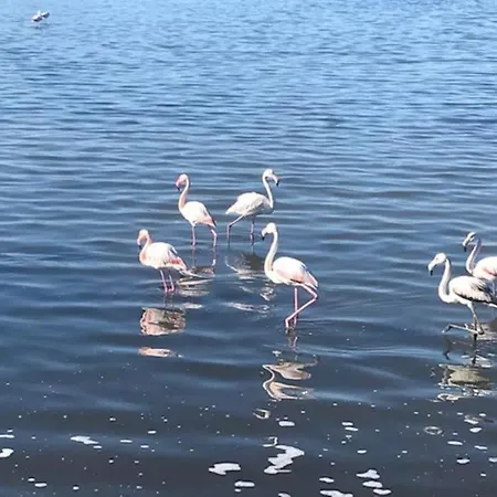 Celeste * カリアリ