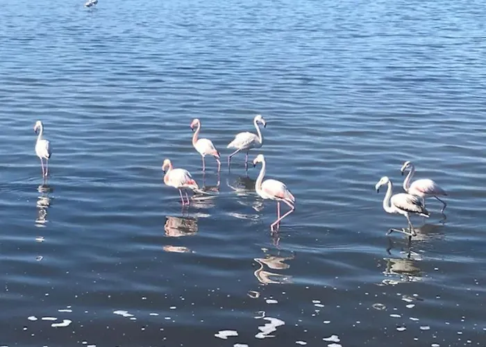 Celeste * カリアリ